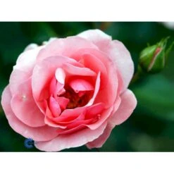 'Egeskov'™ Rosa X 'Egeskov'™ (Slotsrose) A-Kvalitet,- Barrods Roser Min. 3 Grene 16 'Egeskov'™ Rosa X 'Egeskov'™ (Slotsrose) A-Kvalitet,- Barrods Roser Min. 3 Grene -Plantetorvet fi4196 rosa egeskov poulrohill n fa3f