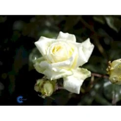 'Elfe'® Rosa X 'Elfe'® (Slyngrose) A-Kvalitet,- Barrods Roser Min. 3 Grene 5 'Elfe'® Rosa X 'Elfe'® (Slyngrose) A-Kvalitet,- Barrods Roser Min. 3 Grene -Plantetorvet fi4201 rosa elfe r f191