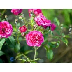 'Elmshorn'® Rosa X 'Elmshorn'® (Buskrose) A-Kvalitet,- Barrods Roser Min. 3 Grene 6 'Elmshorn'® Rosa X 'Elmshorn'® (Buskrose) A-Kvalitet,- Barrods Roser Min. 3 Grene -Plantetorvet fi4209 rosa elmshorn 2864