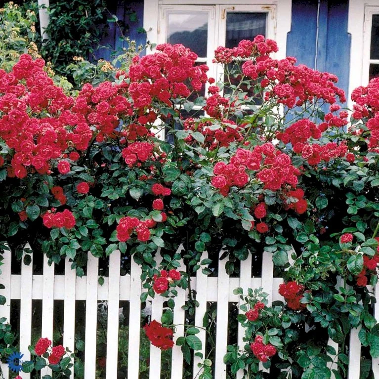 'Elmshorn'® Rosa X 'Elmshorn'® (Buskrose) A-Kvalitet,- barrods roser min. 3 grene 'Elmshorn'® Rosa X 'Elmshorn'® (Buskrose) A-Kvalitet,- Barrods Roser Min. 3 Grene -Plantetorvet fi4209 rosa elmshorn c6a7