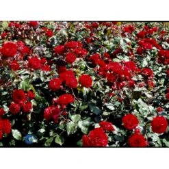 'Europeana' Rosa X 'Europeana' (Buketrose) A-Kvalitet,- Barrods Roser Min. 3 Grene -Plantetorvet fi4231 rosa europeana 5388