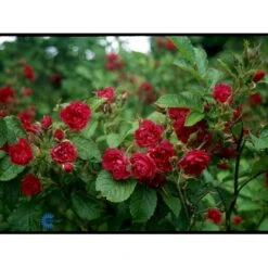 Rynket Rose 'F. J. Grootendorst' Rosa Rugosa 'F. J. Grootendorst' A-Kvalitet,- Barrods Roser Min. 3 Grene 4 Rynket Rose 'F. J. Grootendorst' Rosa Rugosa 'F. J. Grootendorst' A-Kvalitet,- Barrods Roser Min. 3 Grene -Plantetorvet fi4242 rosa f j grootendorst 8188