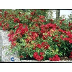 'Fairy Dance' Rosa X 'Fairy Dance' (Bunddækkerose) A-Kvalitet,- Barrods Roser Min. 3 Grene 6 'Fairy Dance' Rosa X 'Fairy Dance' (Bunddækkerose) A-Kvalitet,- Barrods Roser Min. 3 Grene -Plantetorvet fi4245 rosa fairy dance eb18