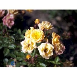 'Flaming Cover'® Rosa X 'Flaming Cover'® (Bunddækkerose) A-Kvalitet,- Barrods Roser Min. 3 Grene 8 'Flaming Cover'® Rosa X 'Flaming Cover'® (Bunddækkerose) A-Kvalitet,- Barrods Roser Min. 3 Grene -Plantetorvet fi4264 rosa flaming cover r poultc015 n f21f