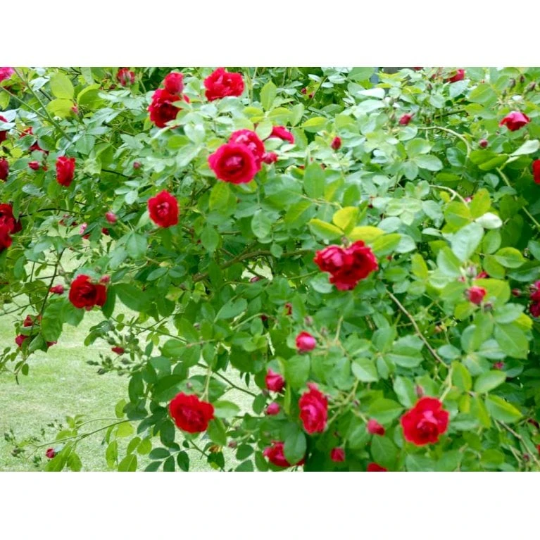 'Flammentanz'® Rosa X 'Flammentanz'® (Slyngrose) A-Kvalitet,- barrods roser min. 3 grene 'Flammentanz'® Rosa X 'Flammentanz'® (Slyngrose) A-Kvalitet,- Barrods Roser Min. 3 Grene -Plantetorvet fi4266 rosa flammentanz 0f9e