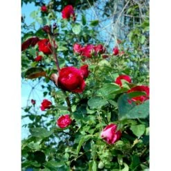 'Flammentanz'® Rosa X 'Flammentanz'® (Slyngrose) A-Kvalitet,- Barrods Roser Min. 3 Grene 8 'Flammentanz'® Rosa X 'Flammentanz'® (Slyngrose) A-Kvalitet,- Barrods Roser Min. 3 Grene -Plantetorvet fi4266 rosa flammentanz 83f0