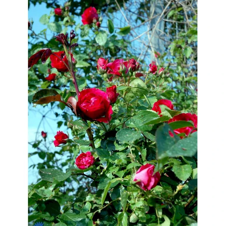 'Flammentanz'® Rosa X 'Flammentanz'® (Slyngrose) A-Kvalitet,- barrods roser min. 3 grene 'Flammentanz'® Rosa X 'Flammentanz'® (Slyngrose) A-Kvalitet,- Barrods Roser Min. 3 Grene -Plantetorvet fi4266 rosa flammentanz 83f0