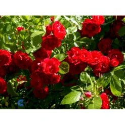 'Flammentanz'® Rosa X 'Flammentanz'® (Slyngrose) A-Kvalitet,- Barrods Roser Min. 3 Grene 11 'Flammentanz'® Rosa X 'Flammentanz'® (Slyngrose) A-Kvalitet,- Barrods Roser Min. 3 Grene -Plantetorvet fi4266 rosa flammentanz b37e