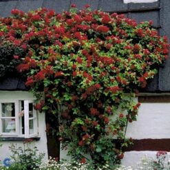 'Flammentanz'® Rosa X 'Flammentanz'® (Slyngrose) A-Kvalitet,- Barrods Roser Min. 3 Grene 12 'Flammentanz'® Rosa X 'Flammentanz'® (Slyngrose) A-Kvalitet,- Barrods Roser Min. 3 Grene -Plantetorvet fi4266 rosa flammentanz b90a