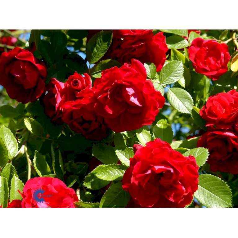 'Flammentanz'® Rosa X 'Flammentanz'® (Slyngrose) A-Kvalitet,- barrods roser min. 3 grene 'Flammentanz'® Rosa X 'Flammentanz'® (Slyngrose) A-Kvalitet,- Barrods Roser Min. 3 Grene -Plantetorvet fi4266 rosa flammentanz ca13