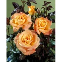 'Flora Danica'™ Rosa X 'Flora Danica'™ (Storblomstrende) A-Kvalitet,- Barrods Roser Min. 3 Grene 12 'Flora Danica'™ Rosa X 'Flora Danica'™ (Storblomstrende) A-Kvalitet,- Barrods Roser Min. 3 Grene -Plantetorvet fi4271 rosa flora danica poulrim n 42b3