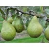 Pære 'Katrine' Pyrus Communis 'Katrine' 4-8 Grene. 120-160 Cm. Potte, (Kvæde A) 1 Pære 'Katrine' Pyrus Communis 'Katrine' 4-8 Grene. 120-160 Cm. Potte, (Kvæde A) -Plantetorvet fi427 pyrus communis katrine 647a