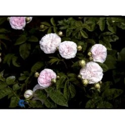 'Félicité Parmentier' Rosa Alba 'Félicité Parmentier' (Albarose) A-Kvalitet,- Barrods Roser Min. 3 Grene -Plantetorvet fi4300 rosa felicite parmentier 1901