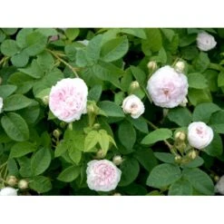 'Félicité Parmentier' Rosa Alba 'Félicité Parmentier' (Albarose) A-Kvalitet,- Barrods Roser Min. 3 Grene -Plantetorvet fi4300 rosa felicite parmentier 45a3