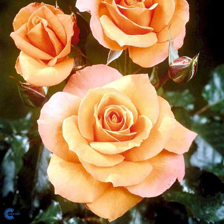 'Gavnø'™ Rosa X 'Gavnø'™ (Storblomstrende) A-Kvalitet,- barrods roser min. 3 grene 'Gavnø'™ Rosa X 'Gavnø'™ (Storblomstrende) A-Kvalitet,- Barrods Roser Min. 3 Grene -Plantetorvet fi4308 rosa gavnoe poulgav n 9f3c