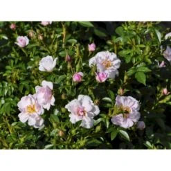 'Gentle Cover'® Rosa X 'Gentle Cover'® (Bunddækkerose) A-Kvalitet,- Barrods Roser Min. 3 Grene -Plantetorvet fi4310 rosa gentle cover poullen n 4d31