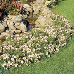 'Gentle Cover'® Rosa X 'Gentle Cover'® (Bunddækkerose) A-Kvalitet,- Barrods Roser Min. 3 Grene -Plantetorvet fi4310 rosa gentle cover poullen n bd85