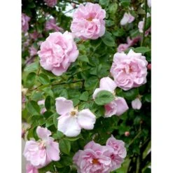 'Gerbe Rose' Rosa Wichuraiana 'Gerbe Rose' (Slyngrose) A-Kvalitet,- Barrods Roser Min. 3 Grene 5 'Gerbe Rose' Rosa Wichuraiana 'Gerbe Rose' (Slyngrose) A-Kvalitet,- Barrods Roser Min. 3 Grene -Plantetorvet fi4314 rosa gerbe rose 5788