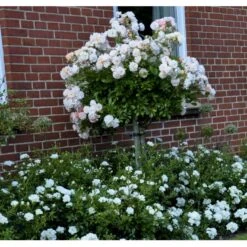 'Ghislaine De Féligonde' Rosa Moschata 'Ghislaine De Féligonde' (Moskusrose) A-Kvalitet,- Barrods Roser Min. 3 Grene -Plantetorvet fi4318 rosa ghislaine de feligonde 453b