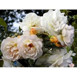 'Ghislaine De Féligonde' Rosa Moschata 'Ghislaine De Féligonde' (Moskusrose) A-Kvalitet,- Barrods Roser Min. 3 Grene -Plantetorvet fi4318 rosa ghislaine de feligonde 5d36