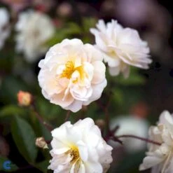 'Ghislaine De Féligonde' Rosa Moschata 'Ghislaine De Féligonde' (Moskusrose) A-Kvalitet,- Barrods Roser Min. 3 Grene -Plantetorvet fi4318 rosa ghislaine de feligonde b0be
