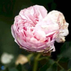 'Giardina'® Rosa X 'Giardina'® (Slyngrose) A-Kvalitet,- Barrods Roser Min. 3 Grene 5 'Giardina'® Rosa X 'Giardina'® (Slyngrose) A-Kvalitet,- Barrods Roser Min. 3 Grene -Plantetorvet fi4320 rosa giardina daaf