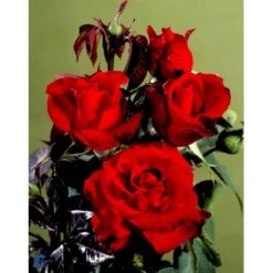 'Gisselfeld' Rosa X 'Gisselfeld' (Storblomstrende) A-Kvalitet,- Barrods Roser Min. 3 Grene 7 'Gisselfeld' Rosa X 'Gisselfeld' (Storblomstrende) A-Kvalitet,- Barrods Roser Min. 3 Grene -Plantetorvet fi4322 rosa gisselfeld n 1f91