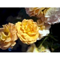 'Goldelse'® Rosa X 'Goldelse'® (Buketrose) A-Kvalitet,- Barrods Roser Min. 3 Grene 7 'Goldelse'® Rosa X 'Goldelse'® (Buketrose) A-Kvalitet,- Barrods Roser Min. 3 Grene -Plantetorvet fi4336 rosa goldelse 890a