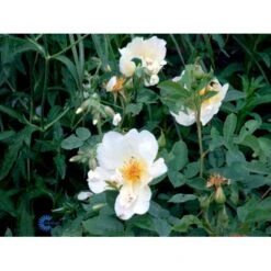 'Golden Wings' Rosa X 'Golden Wings' (Buskrose) A-Kvalitet,- Barrods Roser Min. 3 Grene -Plantetorvet fi4346 rosa golden wings 88b0