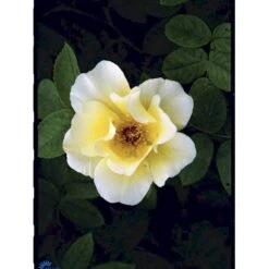 'Golden Wings' Rosa X 'Golden Wings' (Buskrose) A-Kvalitet,- Barrods Roser Min. 3 Grene -Plantetorvet fi4346 rosa golden wings a33a