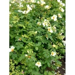 'Golden Wings' Rosa X 'Golden Wings' (Buskrose) A-Kvalitet,- Barrods Roser Min. 3 Grene -Plantetorvet fi4346 rosa golden wings a596