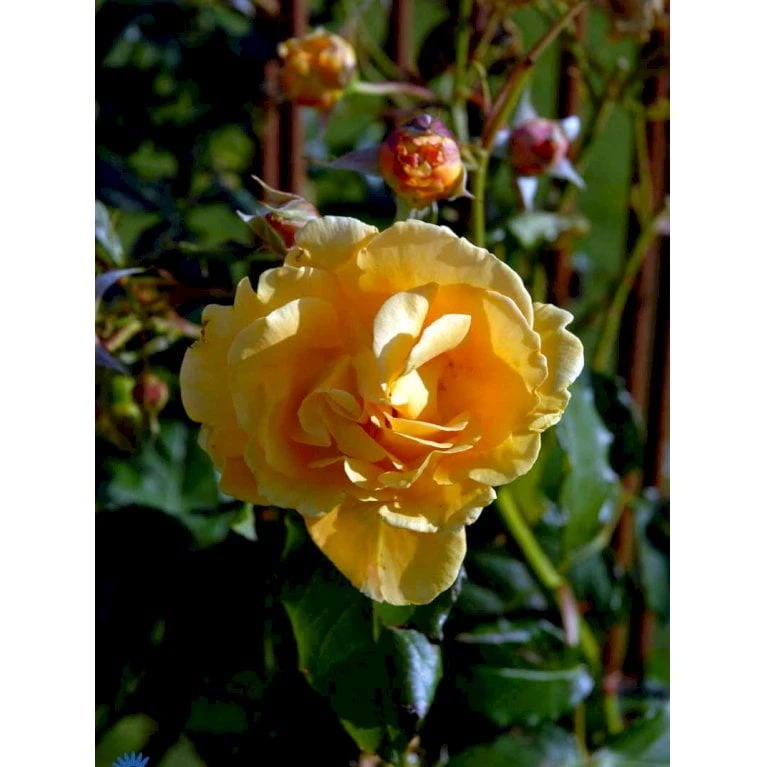 'Goldener Olymp'® Rosa X 'Goldener Olymp'® (Slyngrose) A-Kvalitet,- barrods roser min. 3 grene 'Goldener Olymp'® Rosa X 'Goldener Olymp'® (Slyngrose) A-Kvalitet,- Barrods Roser Min. 3 Grene -Plantetorvet fi4347 rosa goldener olymp 9d3b