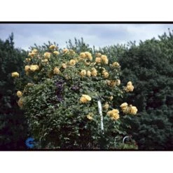 'Goldener Olymp'® Rosa X 'Goldener Olymp'® (Slyngrose) A-Kvalitet,- Barrods Roser Min. 3 Grene 7 'Goldener Olymp'® Rosa X 'Goldener Olymp'® (Slyngrose) A-Kvalitet,- Barrods Roser Min. 3 Grene -Plantetorvet fi4347 rosa goldener olymp e871