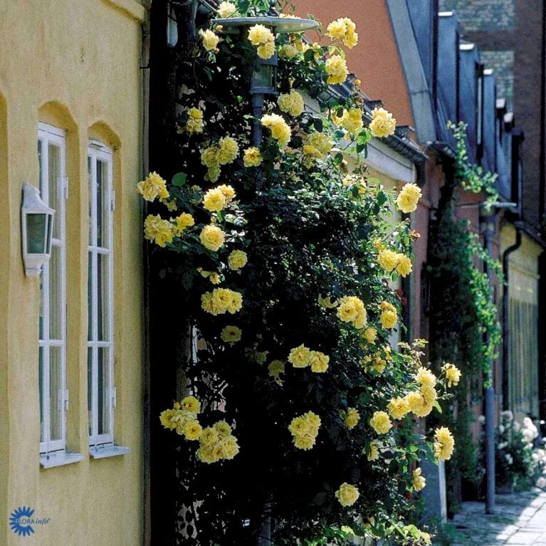 'Goldstern'® Rosa Kordesii 'Goldstern'® (Slyngrose) A-Kvalitet,- barrods roser min. 3 grene 'Goldstern'® Rosa Kordesii 'Goldstern'® (Slyngrose) A-Kvalitet,- Barrods Roser Min. 3 Grene -Plantetorvet fi4352 rosa goldstern 3cfe