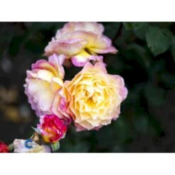 'Gorgeous'™ Rosa X 'Gorgeous'™ (Storblomstrende) A-Kvalitet,- Barrods Roser Min. 3 Grene 7 'Gorgeous'™ Rosa X 'Gorgeous'™ (Storblomstrende) A-Kvalitet,- Barrods Roser Min. 3 Grene -Plantetorvet fi4353 rosa gorgeous poulpmt009 n e22e