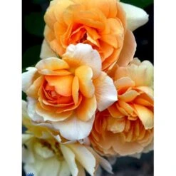 'Grace'™ Rosa X 'Grace'™ (Engelsk Rose) A-Kvalitet,- Barrods Roser Min. 3 Grene -Plantetorvet fi4355 rosa grace auskeppy 366e