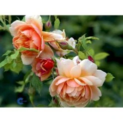 'Grace'™ Rosa X 'Grace'™ (Engelsk Rose) A-Kvalitet,- Barrods Roser Min. 3 Grene -Plantetorvet fi4355 rosa grace auskeppy 7c6e