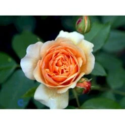 'Grace'™ Rosa X 'Grace'™ (Engelsk Rose) A-Kvalitet,- Barrods Roser Min. 3 Grene -Plantetorvet fi4355 rosa grace auskeppy 82e9