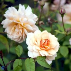 'Grace'™ Rosa X 'Grace'™ (Engelsk Rose) A-Kvalitet,- Barrods Roser Min. 3 Grene -Plantetorvet fi4355 rosa grace auskeppy a946