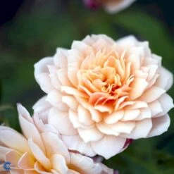 'Grace'™ Rosa X 'Grace'™ (Engelsk Rose) A-Kvalitet,- Barrods Roser Min. 3 Grene -Plantetorvet fi4355 rosa grace auskeppy b8ea