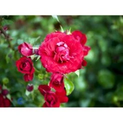 'Grand Award'™ Rosa X 'Grand Award'™ (Slyngrose) A-Kvalitet,- Barrods Roser Min. 3 Grene 9 'Grand Award'™ Rosa X 'Grand Award'™ (Slyngrose) A-Kvalitet,- Barrods Roser Min. 3 Grene -Plantetorvet fi4360 rosa grand award tm poulcy014 n ec7e
