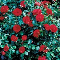 'Grand Hotel' Rosa X 'Grand Hotel' (Slyngrose) A-Kvalitet,- Barrods Roser Min. 3 Grene -Plantetorvet fi4362 rosa grand hotel 285f