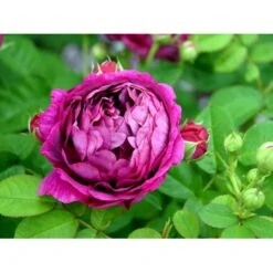'Great Western' Rosa Bourboniana 'Great Western' (Bourbonrose) A-Kvalitet,- Barrods Roser Min. 3 Grene 4 'Great Western' Rosa Bourboniana 'Great Western' (Bourbonrose) A-Kvalitet,- Barrods Roser Min. 3 Grene -Plantetorvet fi4365 rosa great western 8c33