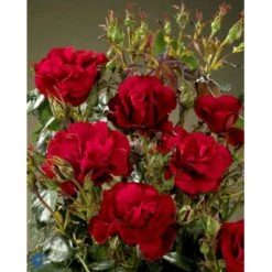 'H.C. Andersen'™ Rosa X 'H.C. Andersen'™ (Buketrose) A-Kvalitet,- Barrods Roser Min. 3 Grene 10 'H.C. Andersen'™ Rosa X 'H.C. Andersen'™ (Buketrose) A-Kvalitet,- Barrods Roser Min. 3 Grene -Plantetorvet fi4379 rosa h c andersen poulander 92c5