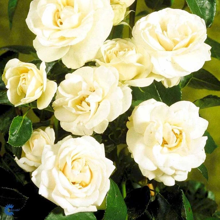 'Hampton™ Palace®' Rosa X 'Hampton™ Palace®' (Palacerose) A-Kvalitet,- barrods roser min. 3 grene 'Hampton™ Palace®' Rosa X 'Hampton™ Palace®' (Palacerose) A-Kvalitet,- Barrods Roser Min. 3 Grene -Plantetorvet fi4384 rosa hampton poulgret n d93a