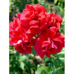 'Hanne' Rosa X 'Hanne' (Storblomstrende) A-Kvalitet,- Barrods Roser Min. 3 Grene -Plantetorvet fi4386 rosa hanne 1268