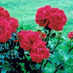 'Hanne' Rosa X 'Hanne' (Storblomstrende) A-Kvalitet,- Barrods Roser Min. 3 Grene -Plantetorvet fi4386 rosa hanne dab6