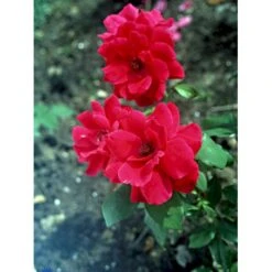 'Hanne' Rosa X 'Hanne' (Storblomstrende) A-Kvalitet,- Barrods Roser Min. 3 Grene -Plantetorvet fi4386 rosa hanne f6e5