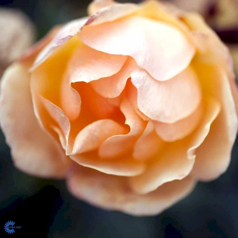 'Hansestadt Rostock'® Rosa X 'Hansestadt Rostock'® (Buketrose) A-Kvalitet,- barrods roser min. 3 grene 'Hansestadt Rostock'® Rosa X 'Hansestadt Rostock'® (Buketrose) A-Kvalitet,- Barrods Roser Min. 3 Grene -Plantetorvet fi4390 rosa hansastadt rostock 3d85