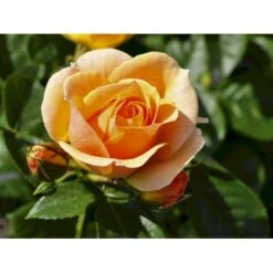 'Hansestadt Rostock'® Rosa X 'Hansestadt Rostock'® (Buketrose) A-Kvalitet,- Barrods Roser Min. 3 Grene 9 'Hansestadt Rostock'® Rosa X 'Hansestadt Rostock'® (Buketrose) A-Kvalitet,- Barrods Roser Min. 3 Grene -Plantetorvet fi4390 rosa hansastadt rostock 586b